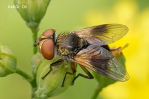 Ectophasia crassipennis (11)